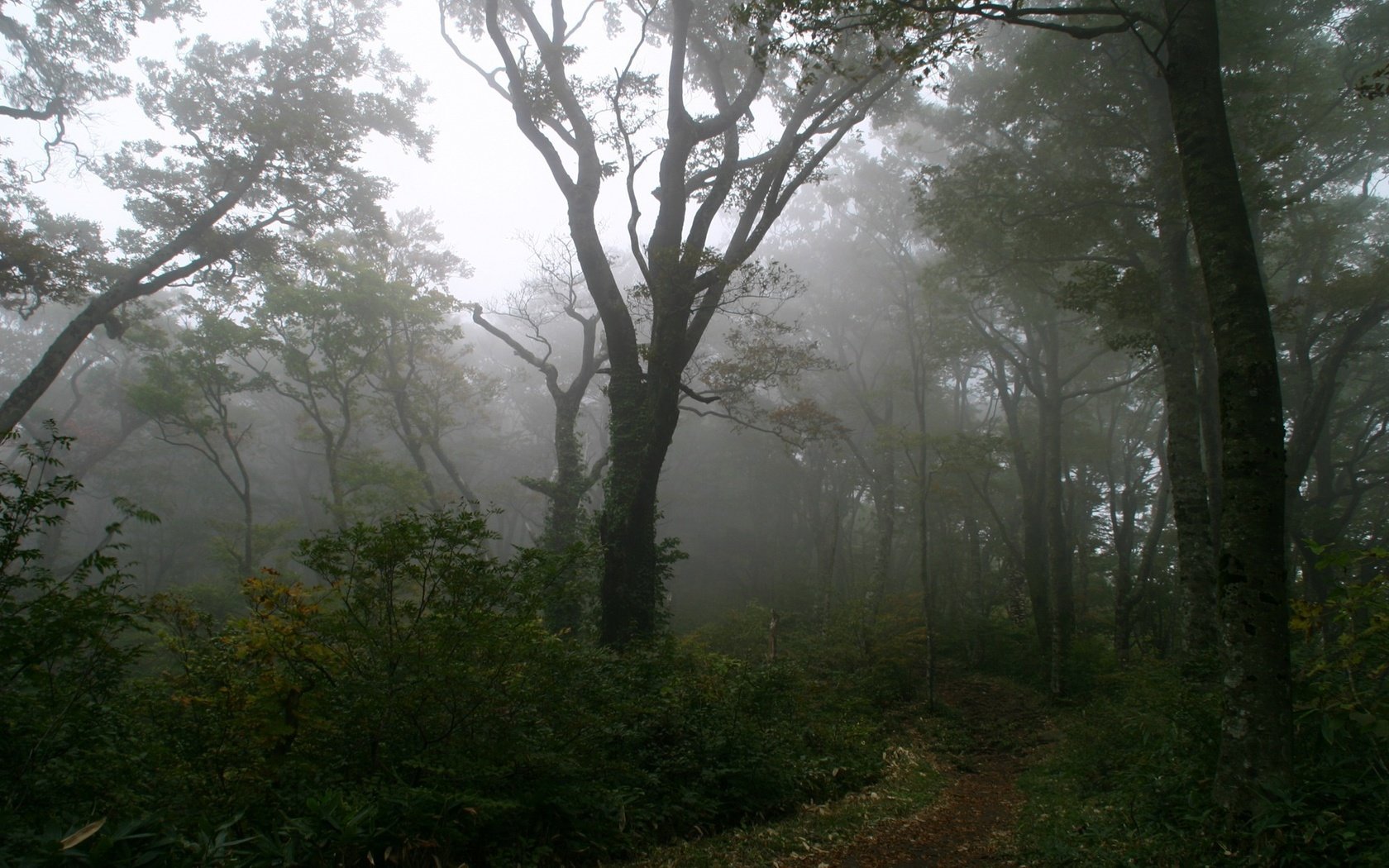 Обои дерево, лес, туман, тропинка, tree, forest, fog, path разрешение 1920x1200 Загрузить