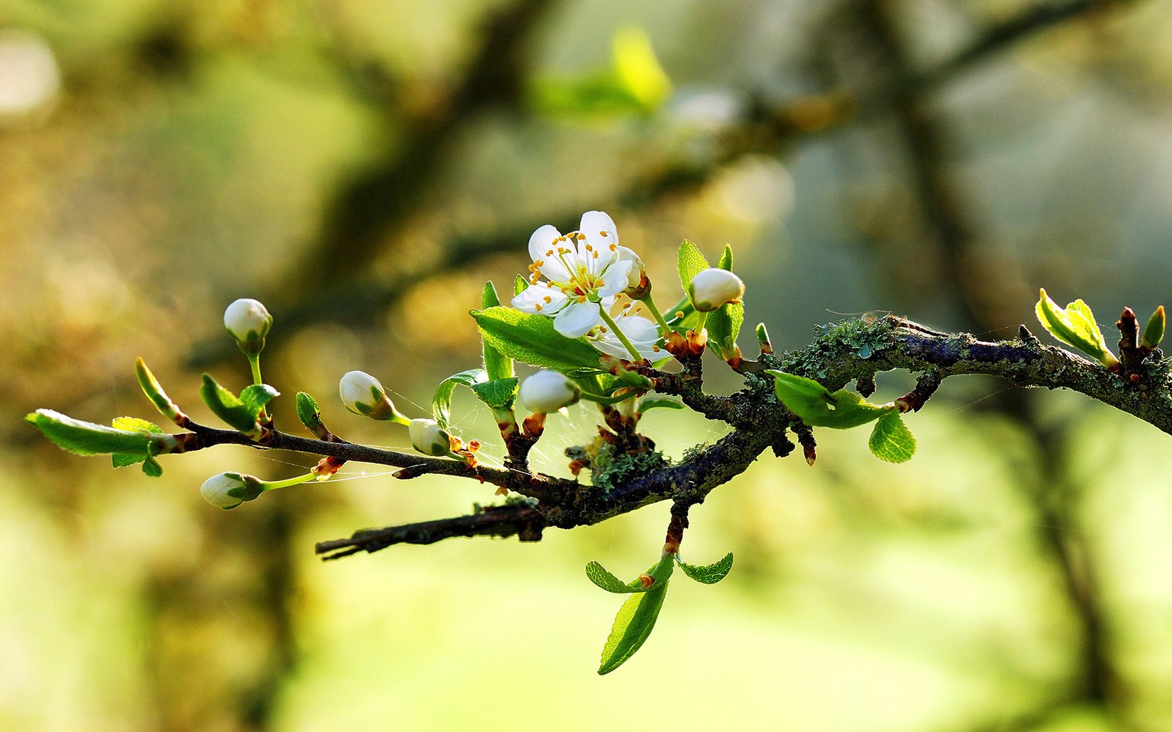 Обои природа, макро, весна, цветки, ветвь, nature, macro, spring, flowers, branch разрешение 1920x1200 Загрузить