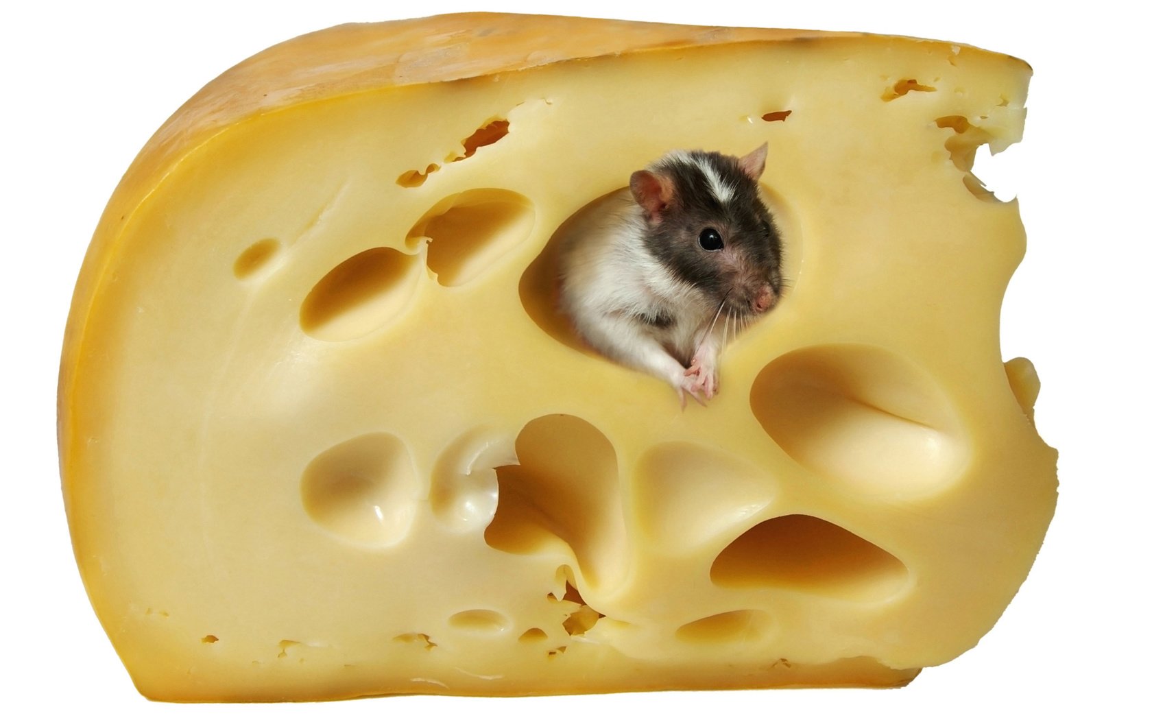 Обои сыр, белый фон, мышь, крыса, cheese, white background, mouse, rat разрешение 4760x3414 Загрузить