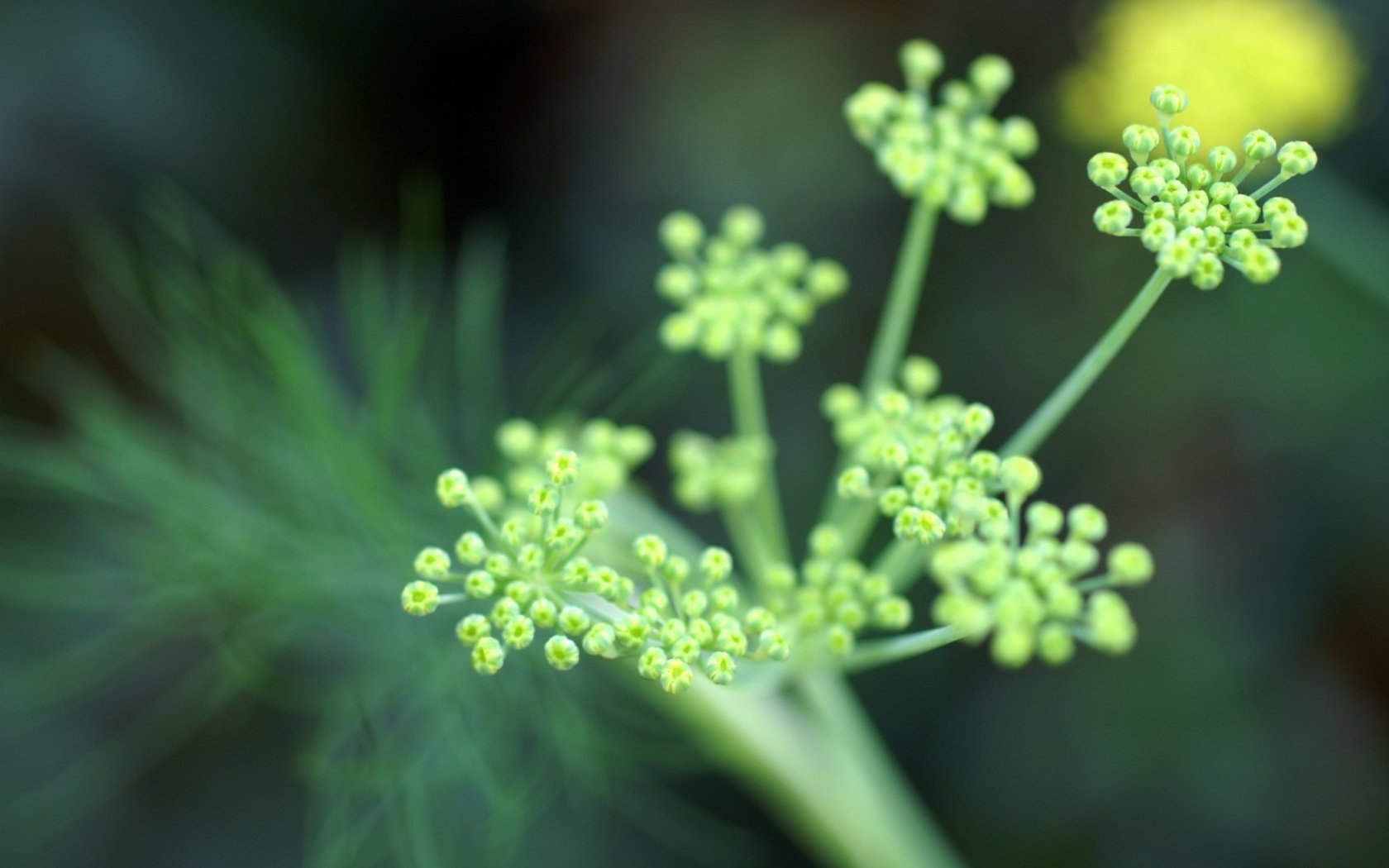 Обои цветы, зелень, фокус камеры, flowers, greens, the focus of the camera разрешение 1920x1440 Загрузить