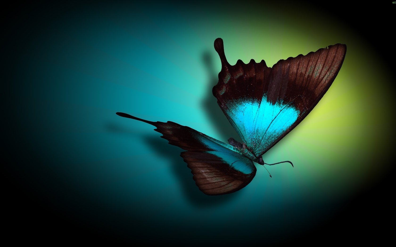 Обои цвета, бабочка, овал, color, butterfly, oval разрешение 1920x1080 Загрузить