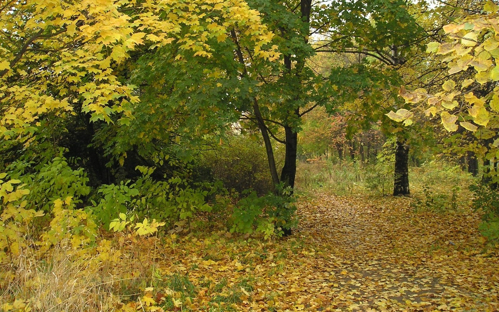 Обои деревья, листья, парк, ветки, осень, trees, leaves, park, branches, autumn разрешение 2048x1536 Загрузить