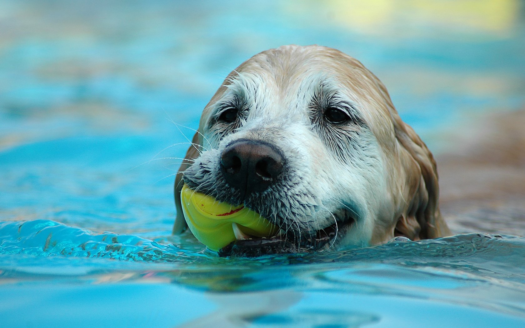 Обои вода, собака, лист, плывет, water, dog, sheet, floats разрешение 1920x1200 Загрузить