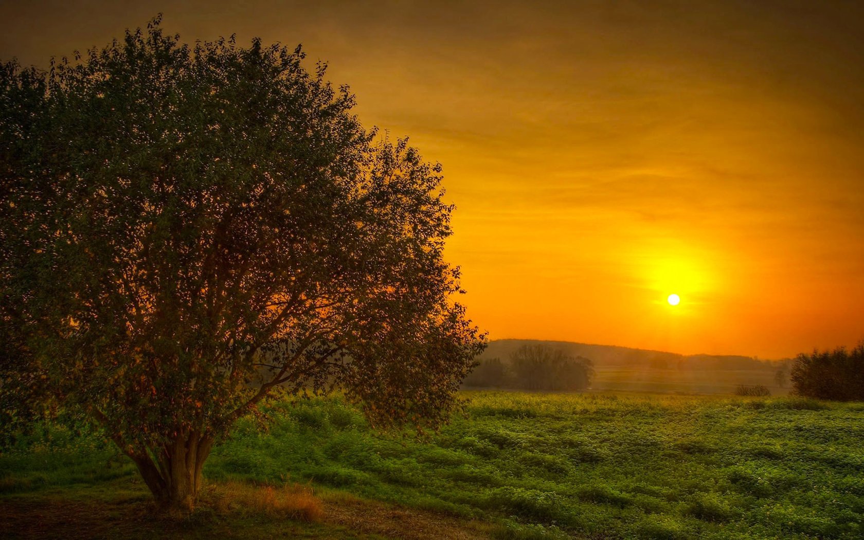 Обои небо, солнце, дерево, закат, поле, красота, the sky, the sun, tree, sunset, field, beauty разрешение 1920x1080 Загрузить