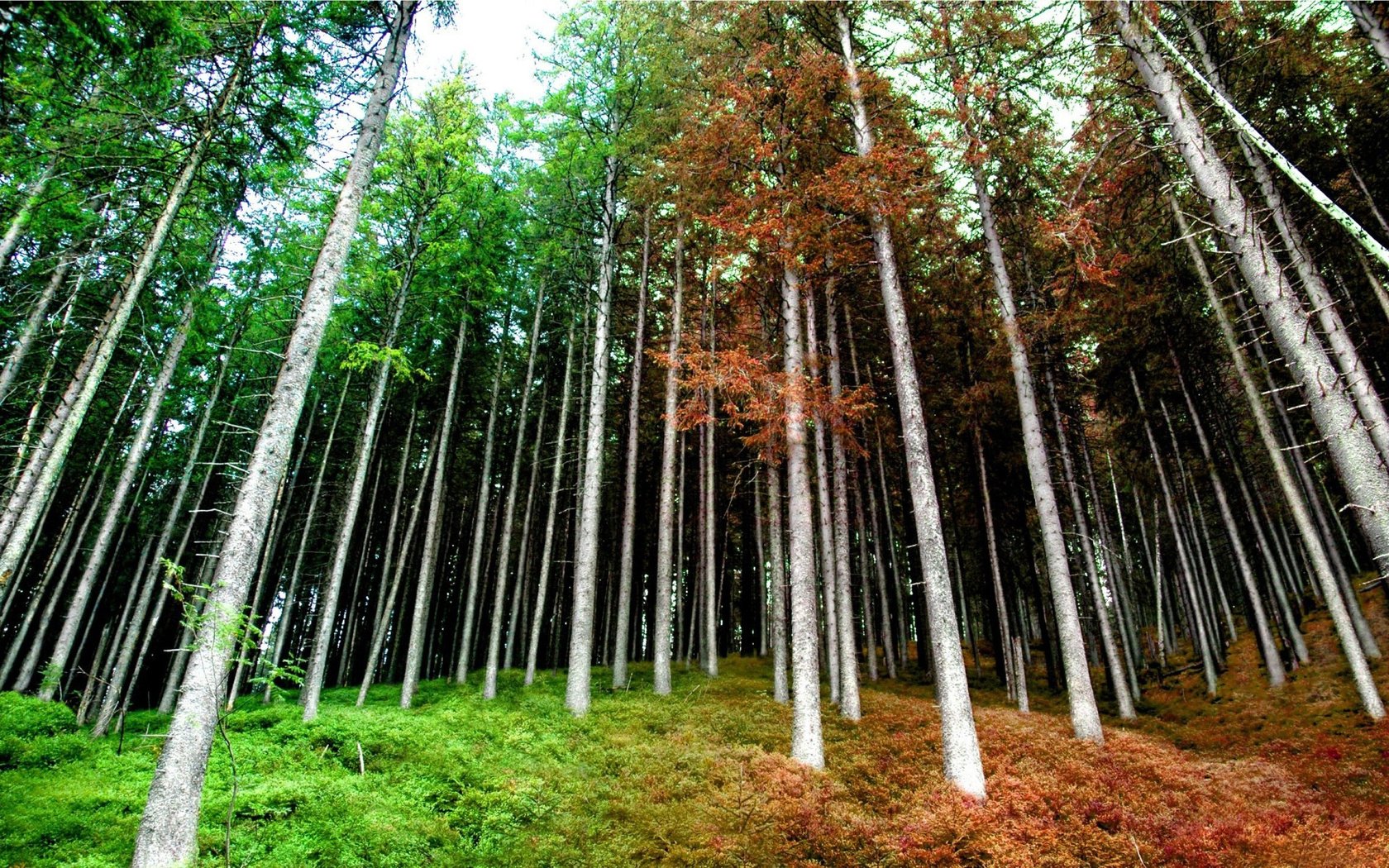 Обои лес, осень, весна, forest, autumn, spring разрешение 1920x1200 Загрузить