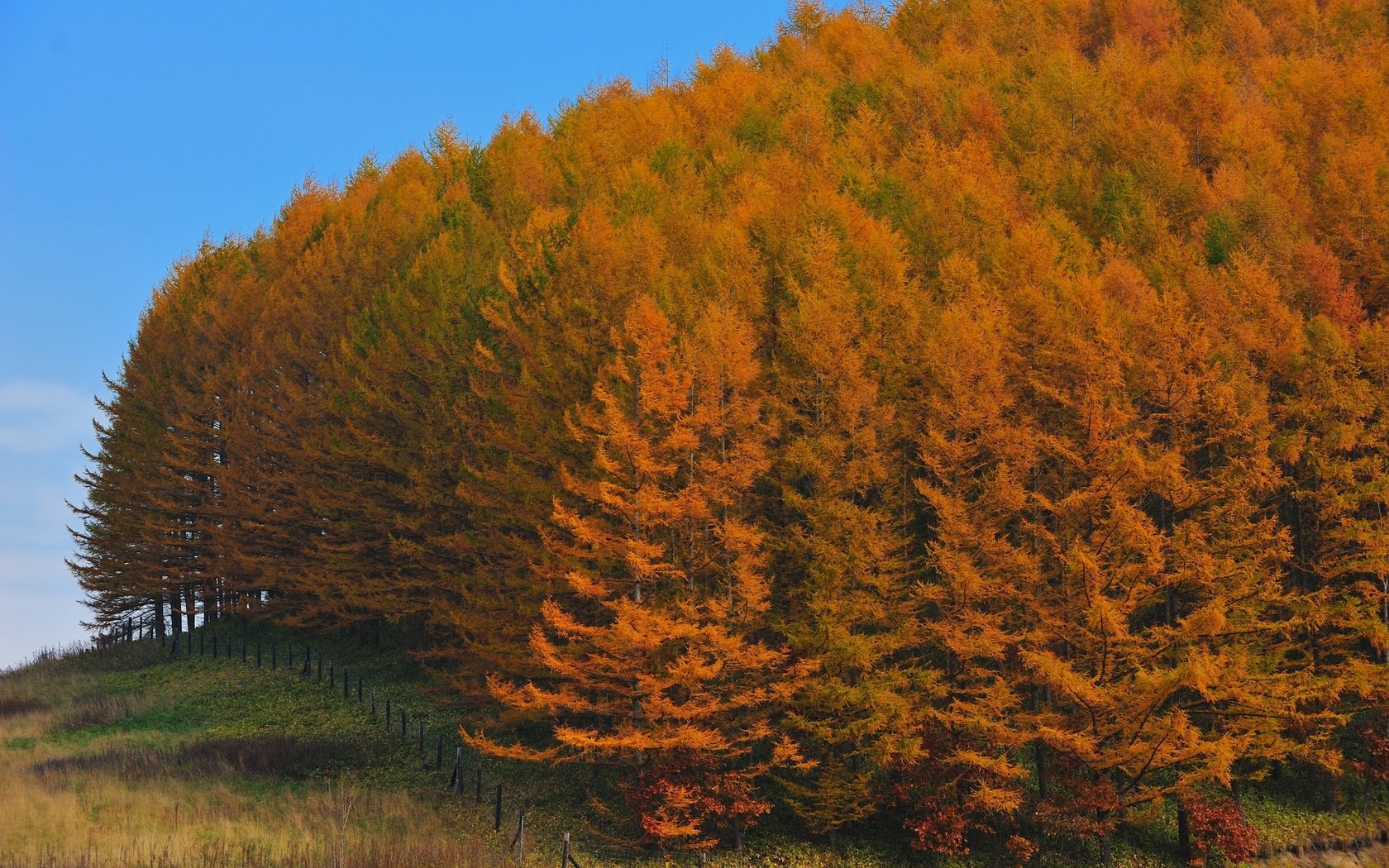 Обои деревья, лес, осень, япония, trees, forest, autumn, japan разрешение 2560x1600 Загрузить