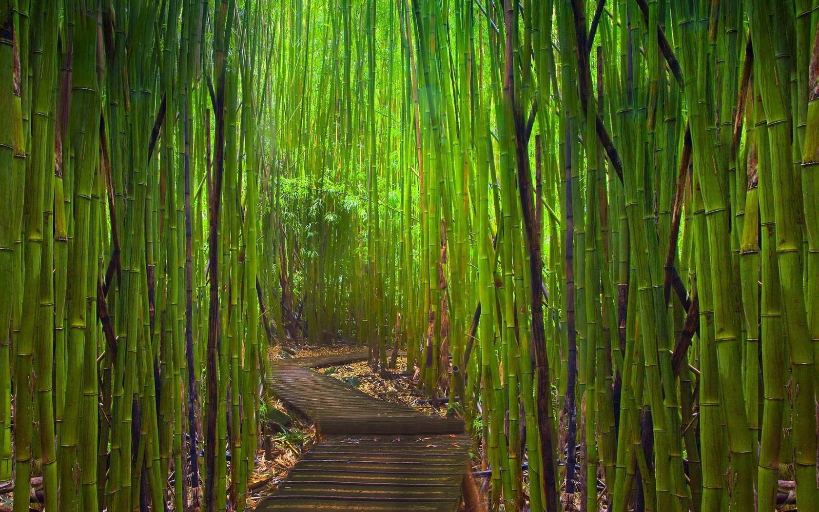 Обои тропинка, бамбук, заросли, path, bamboo, thickets разрешение 1920x1200 Загрузить