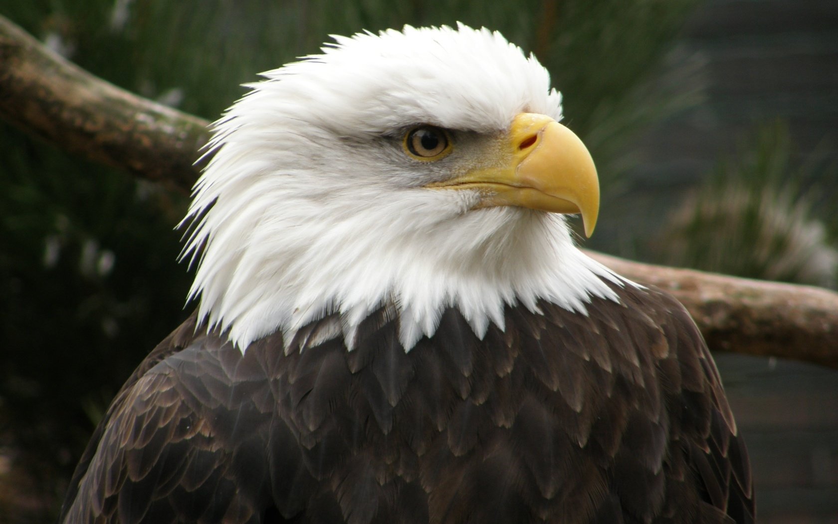 Обои орел, птица, клюв, беллоголовый, белоголовый орлан, хищная птица, eagle, bird, beak, belogolovy, bald eagle, bird of prey разрешение 3072x2304 Загрузить