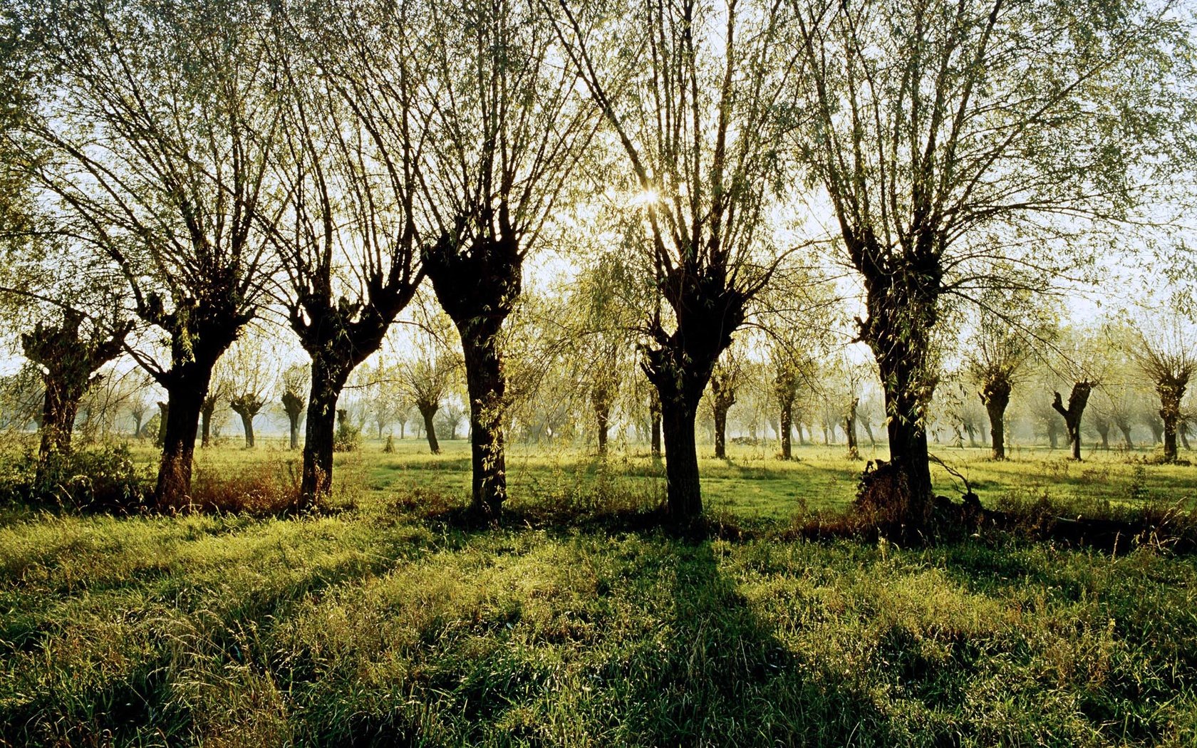 Обои трава, деревья, лучи, тень, польша, grass, trees, rays, shadow, poland разрешение 1920x1200 Загрузить