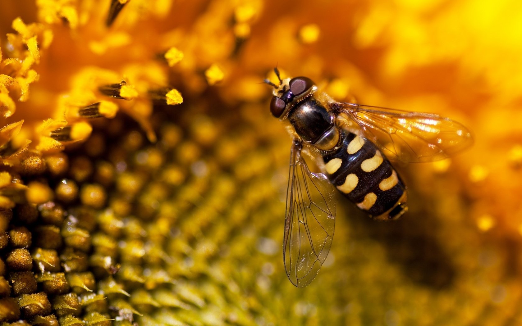 Обои природа, обои, подсолнух, пчела, nature, wallpaper, sunflower, bee разрешение 2560x1600 Загрузить