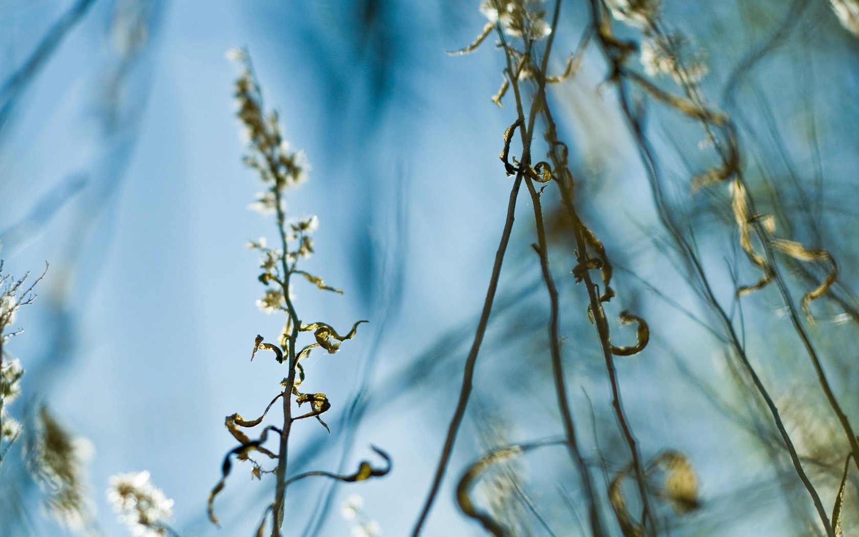 Обои трава, листья, стебель, grass, leaves, stem разрешение 2560x1861 Загрузить