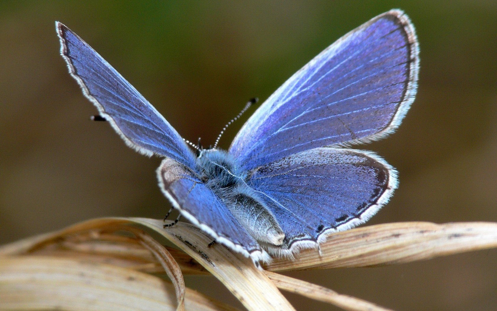 Обои макро, насекомое, синий, бабочка, крылья, лист, macro, insect, blue, butterfly, wings, sheet разрешение 1920x1440 Загрузить