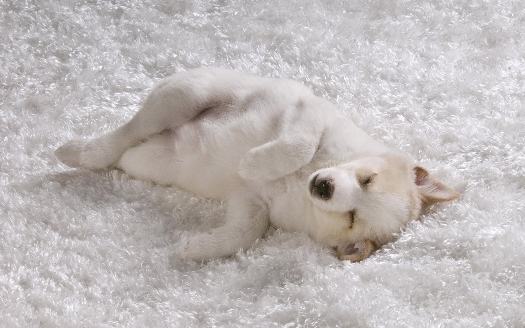 Обои сон, белый, песик, ковер, sleep, white, doggie, carpet разрешение 1920x1200 Загрузить