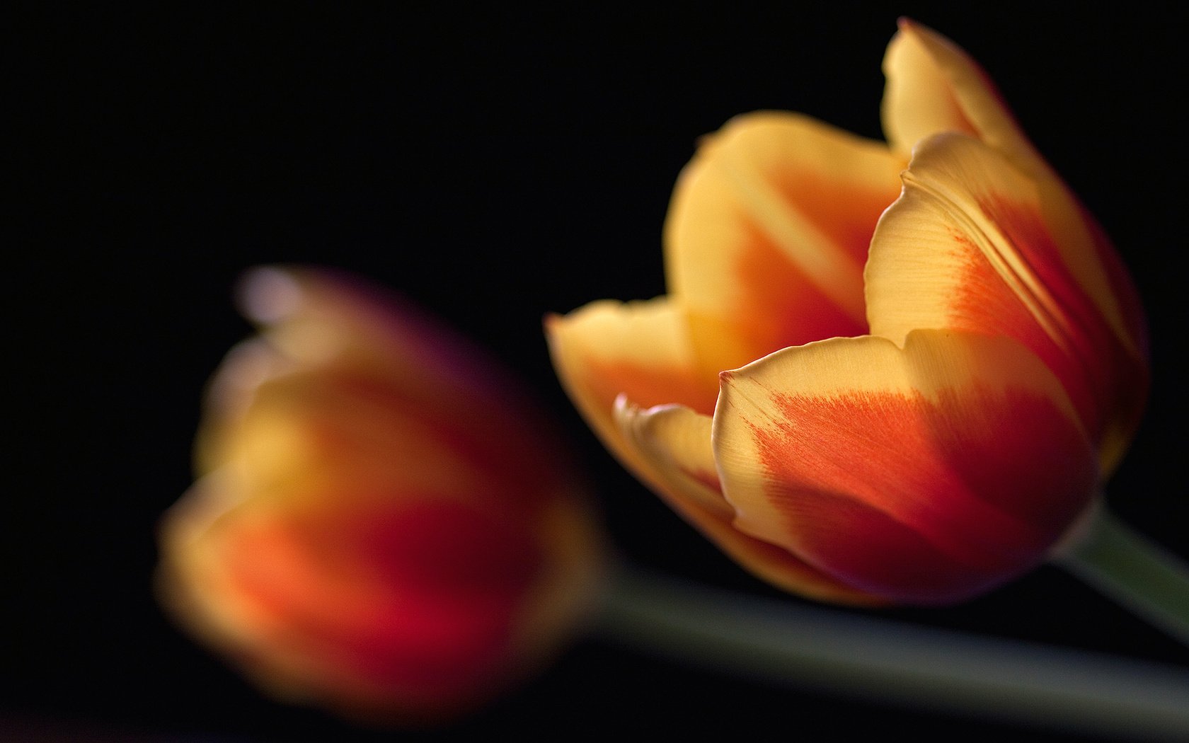 Обои макро, черный, тюльпаны, macro, black, tulips разрешение 2560x1600 Загрузить