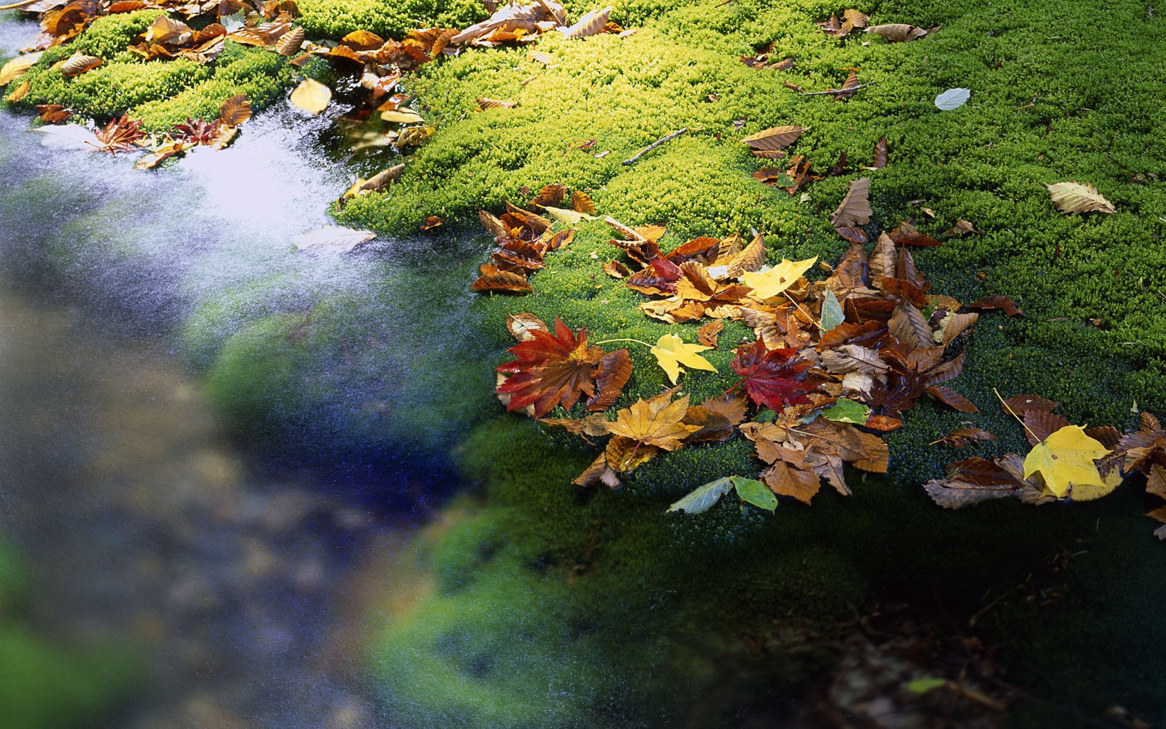 Обои вода, листья, ручей, осень, япония, мох, water, leaves, stream, autumn, japan, moss разрешение 1920x1200 Загрузить