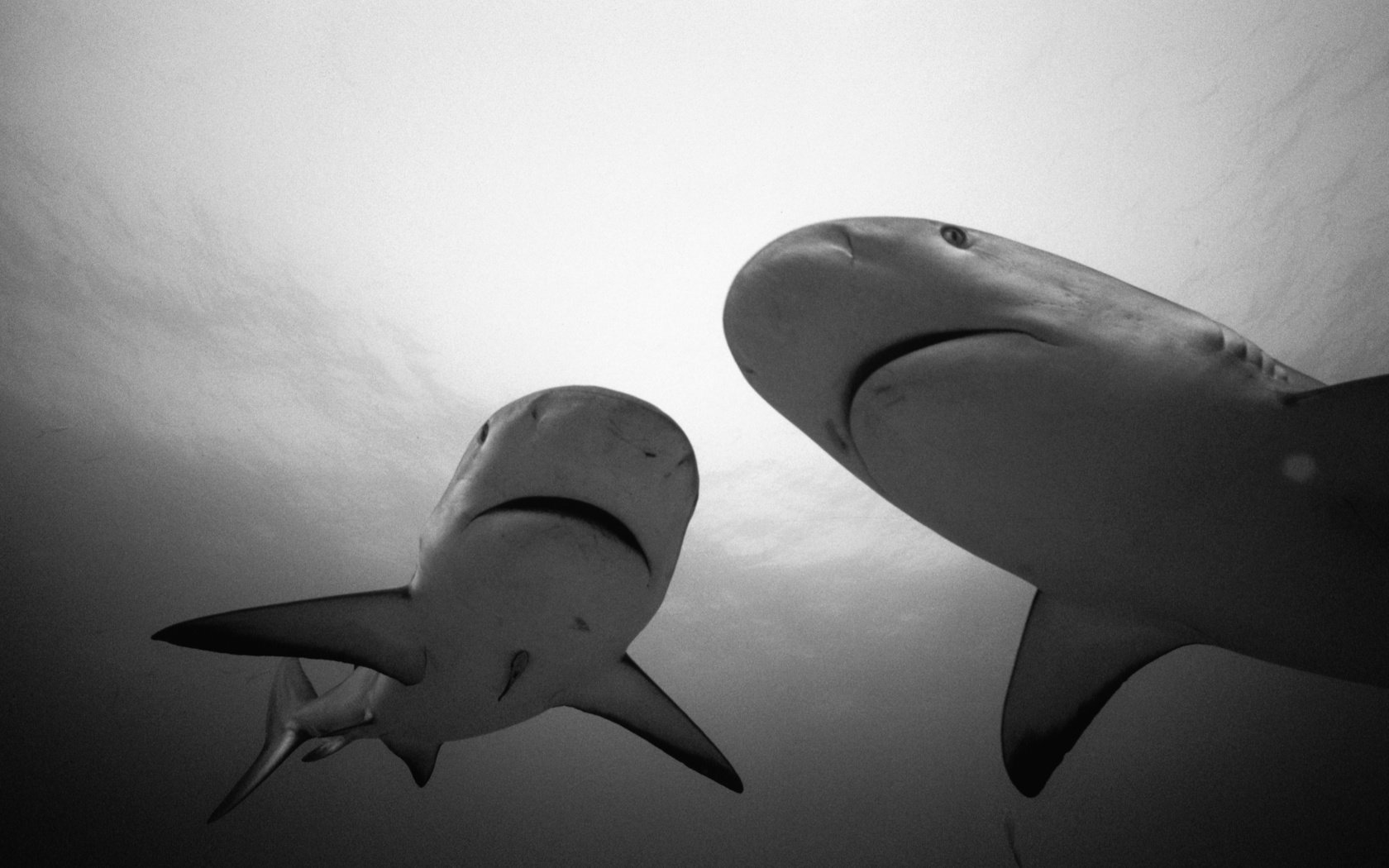 Обои чёрно-белое, белая, акула, подводный мир, hq, черно- белый, black and white, white, shark, underwater world разрешение 3442x2278 Загрузить