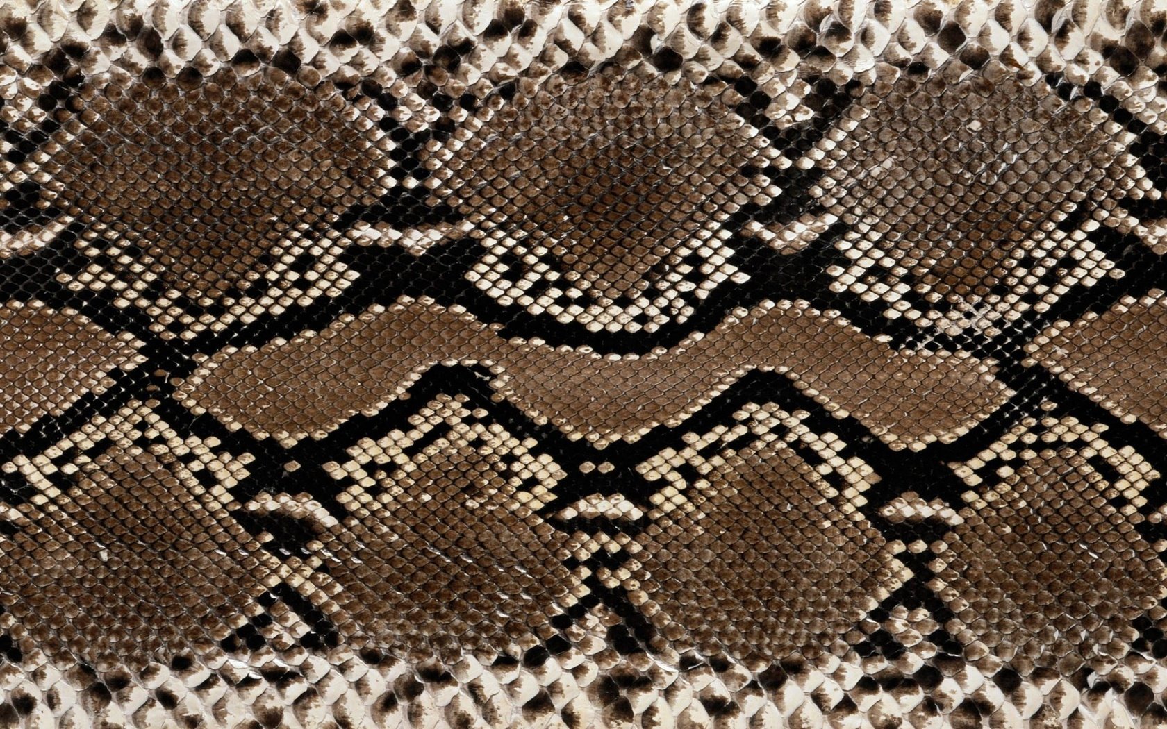 Обои кожа, змеи, расцветка, етекстура, змеиная кожа, leather, snakes, colors, texture, snakeskin разрешение 2560x1600 Загрузить