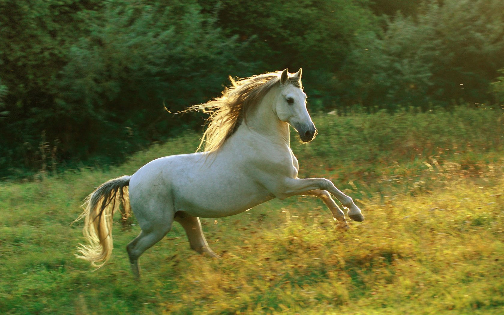 Обои небо, лошадь, трава, белый, луг, грива, бег, галоп, the sky, horse, grass, white, meadow, mane, running, gallop разрешение 1920x1200 Загрузить