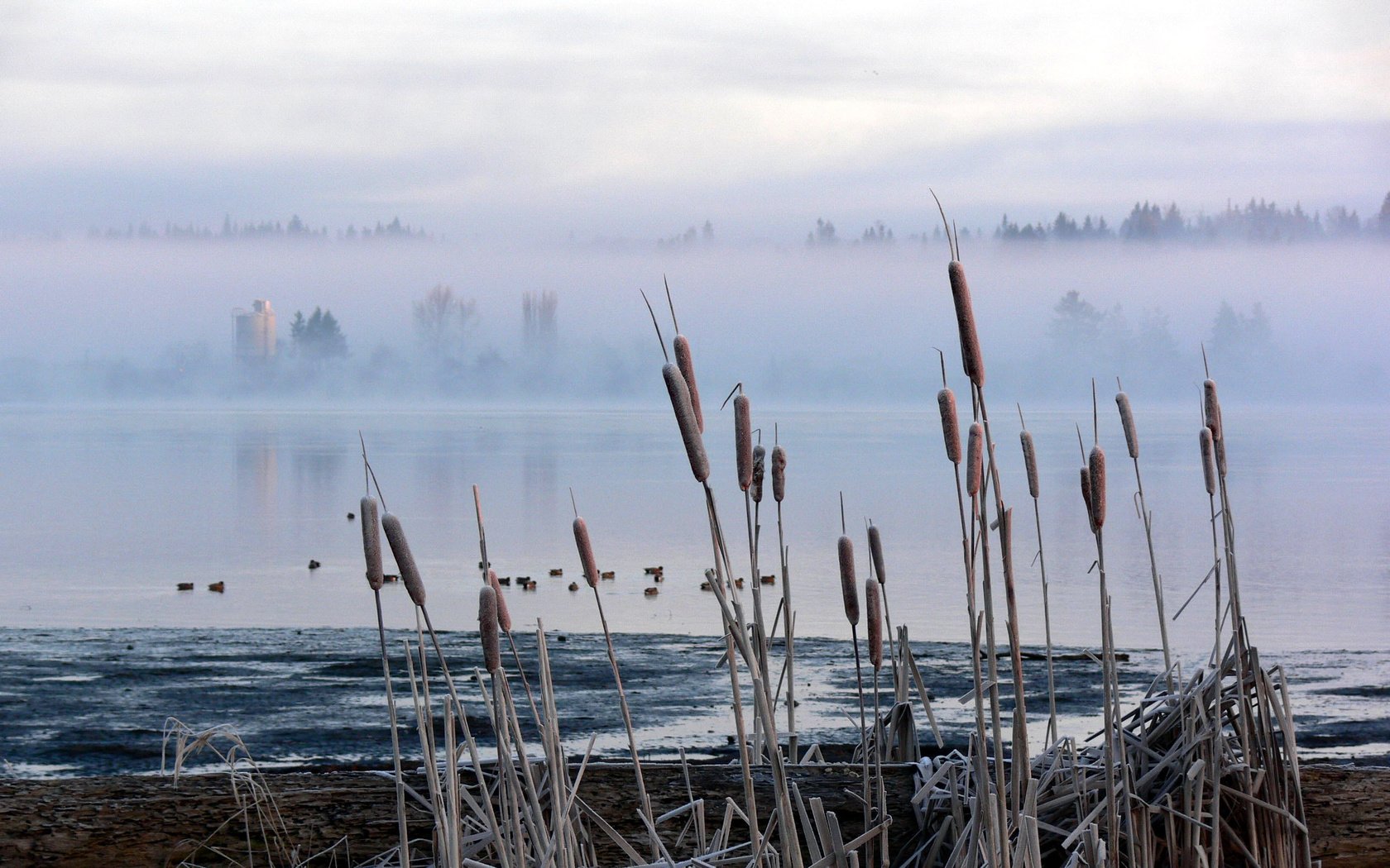 Обои болото, туман, камыш, рогоз, swamp, fog, reed, cattail разрешение 2560x1600 Загрузить