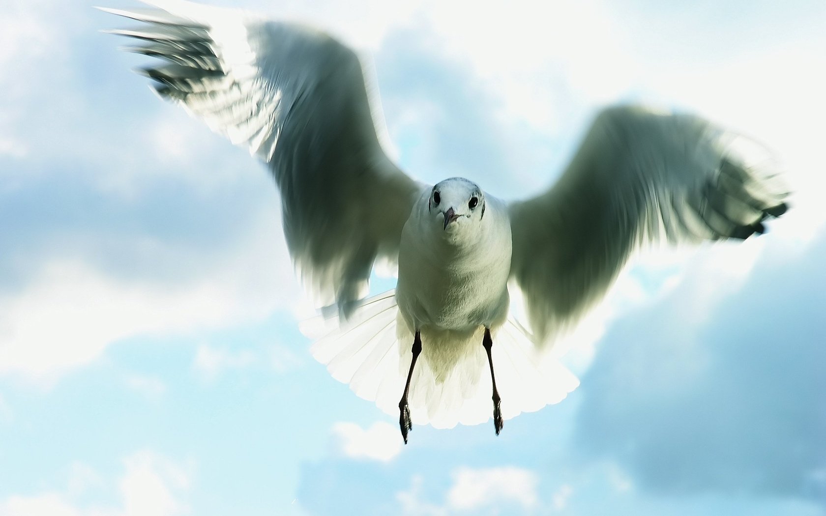 Обои небо, полет, чайка, the sky, flight, seagull разрешение 2959x2199 Загрузить