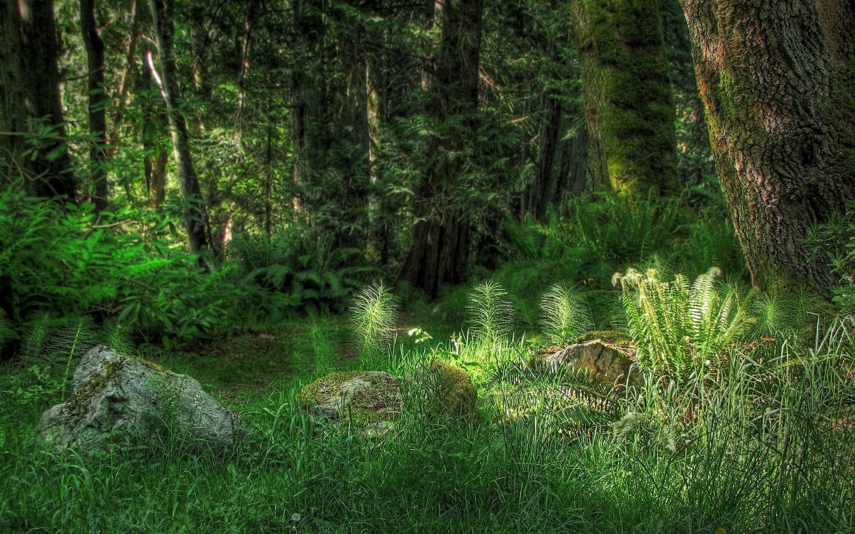 Обои свет, трава, деревья, лес, камень, папоротник, растительность, light, grass, trees, forest, stone, fern, vegetation разрешение 1920x1440 Загрузить