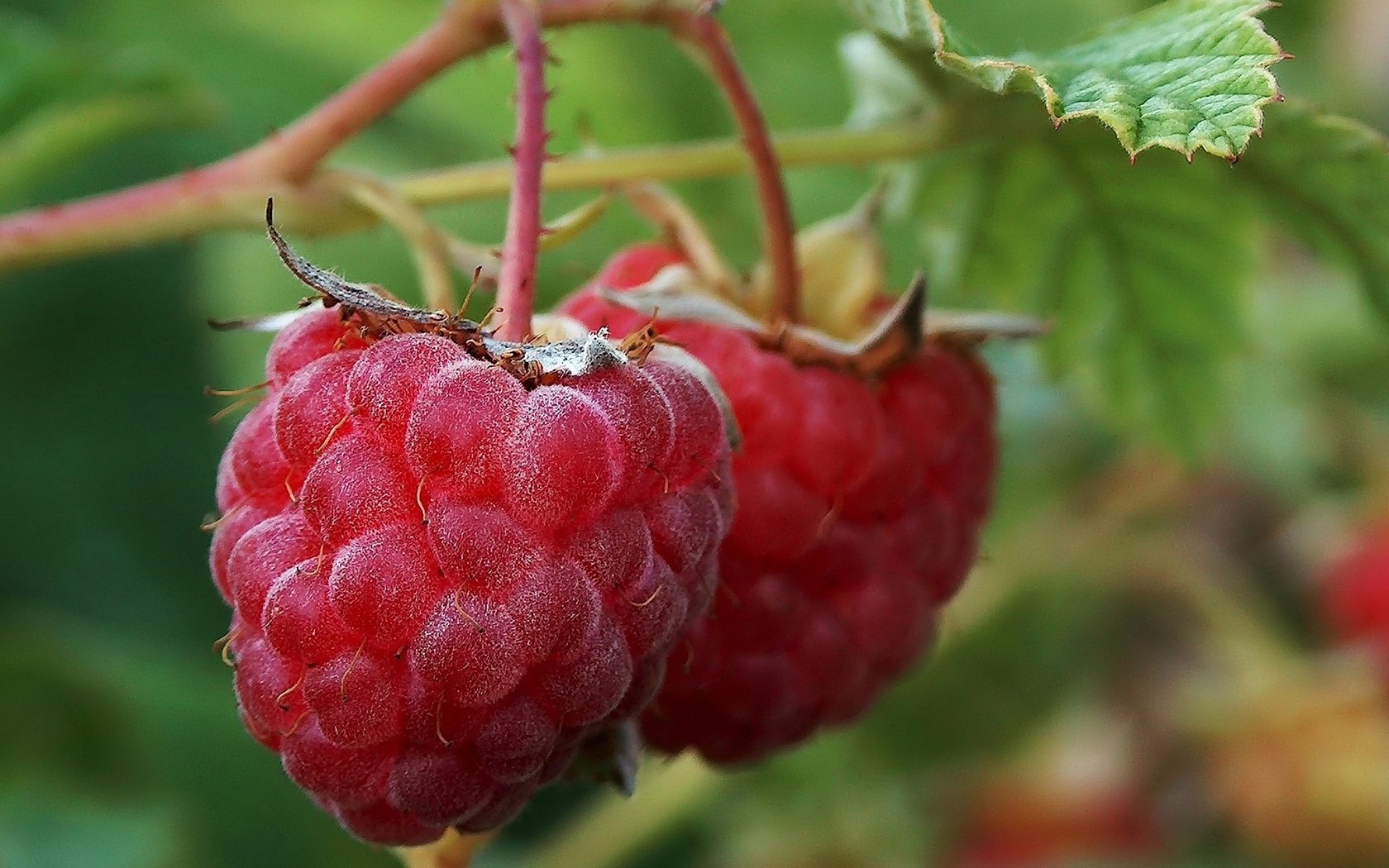 Обои листья, малина, ягода, куст, leaves, raspberry, berry, bush разрешение 2048x1536 Загрузить