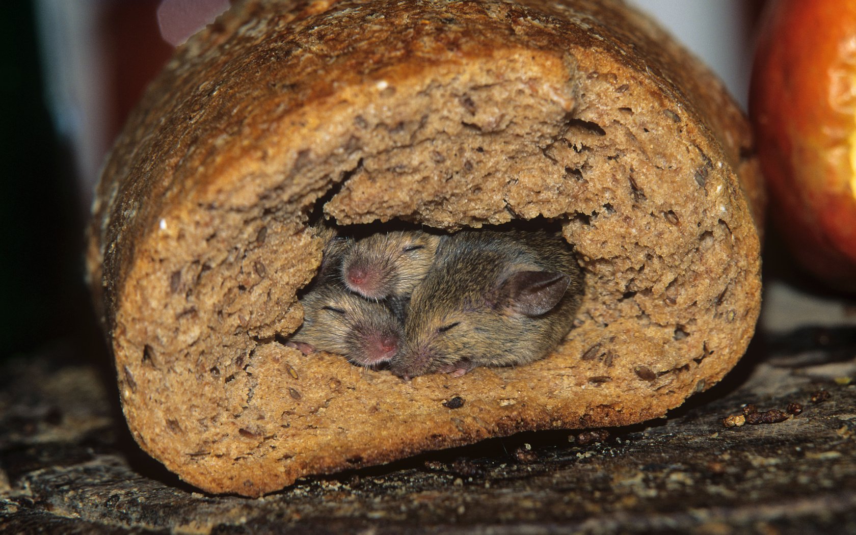 Обои хлеб, мыши, нора, bread, mouse, nora разрешение 5404x3501 Загрузить