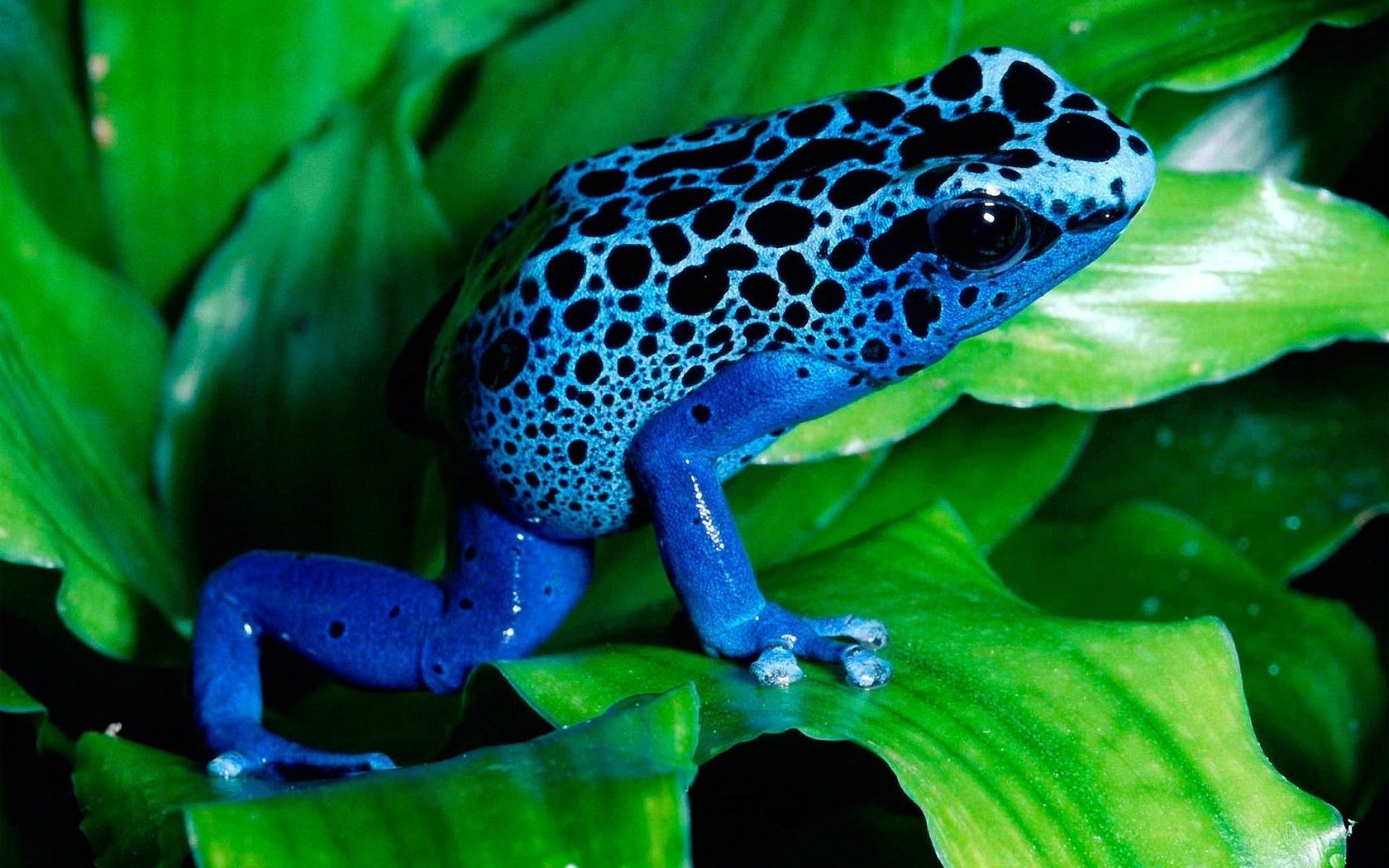 Обои лист, лягушка, синяя, лягуха, амфибия, земноводные, древолаз, sheet, frog, blue, amphibian, amphibians, dendrobates разрешение 1920x1200 Загрузить