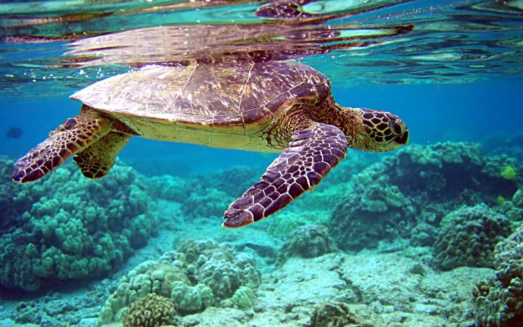 Обои вода, черепаха, дно, кораллы, water, turtle, the bottom, corals разрешение 2000x1500 Загрузить