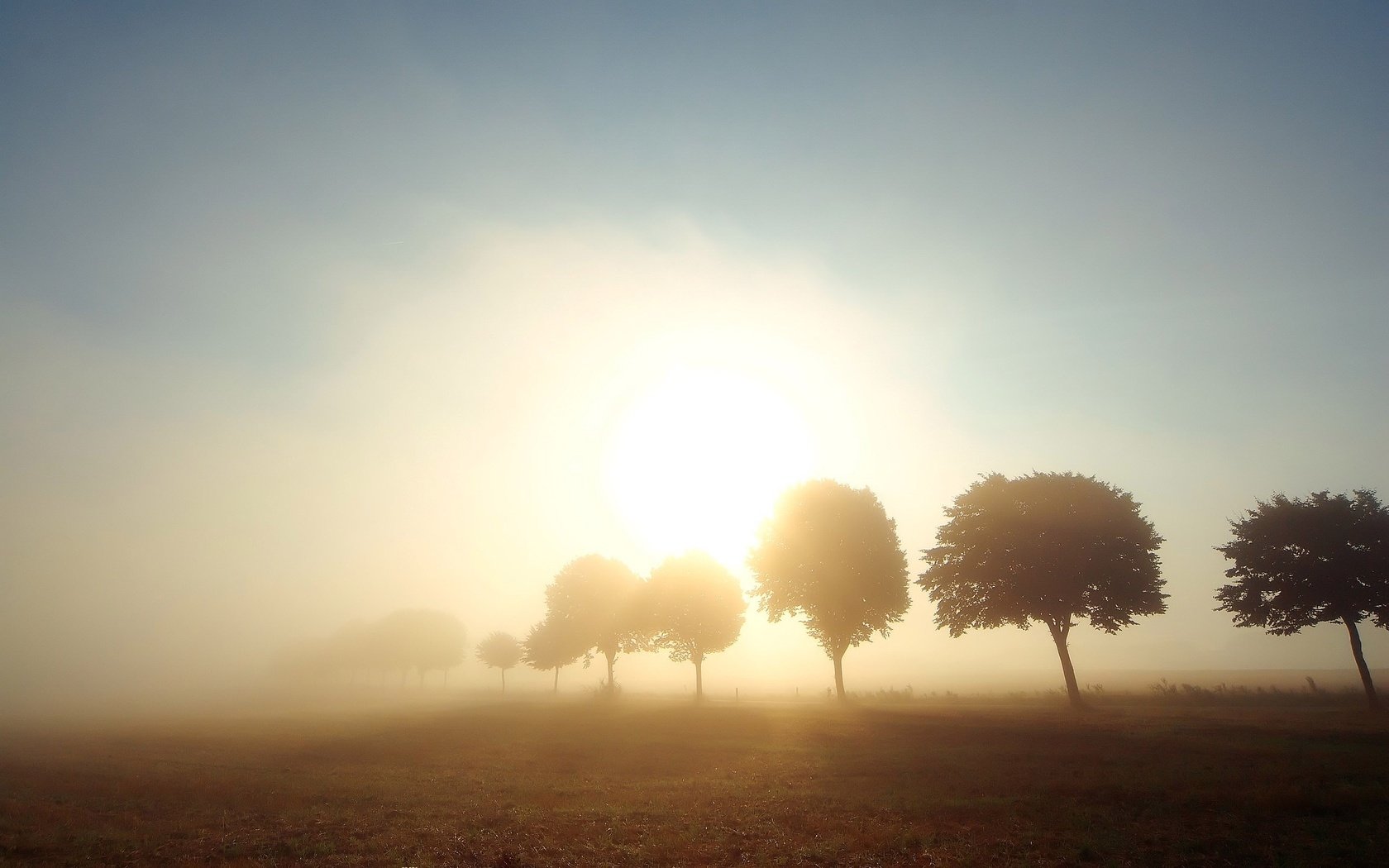 Обои деревья, солнце, туман, поле, trees, the sun, fog, field разрешение 2560x1600 Загрузить