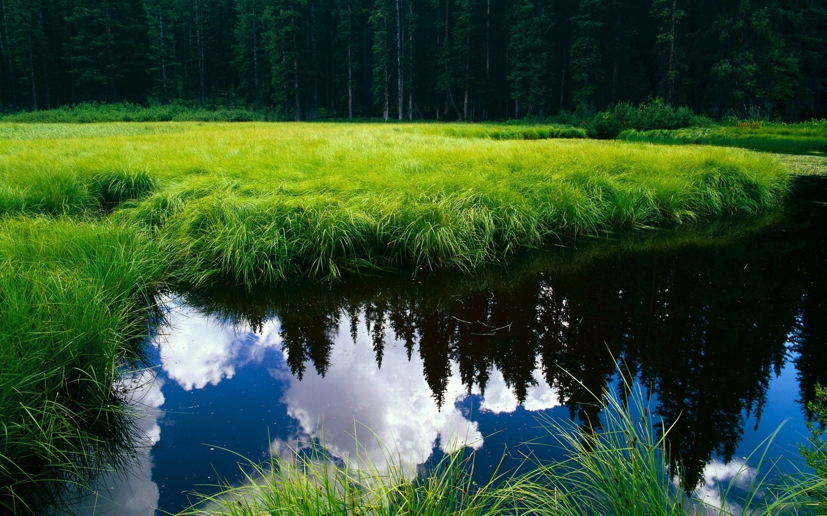 Обои озеро, лес, пруд, lake, forest, pond разрешение 1920x1200 Загрузить