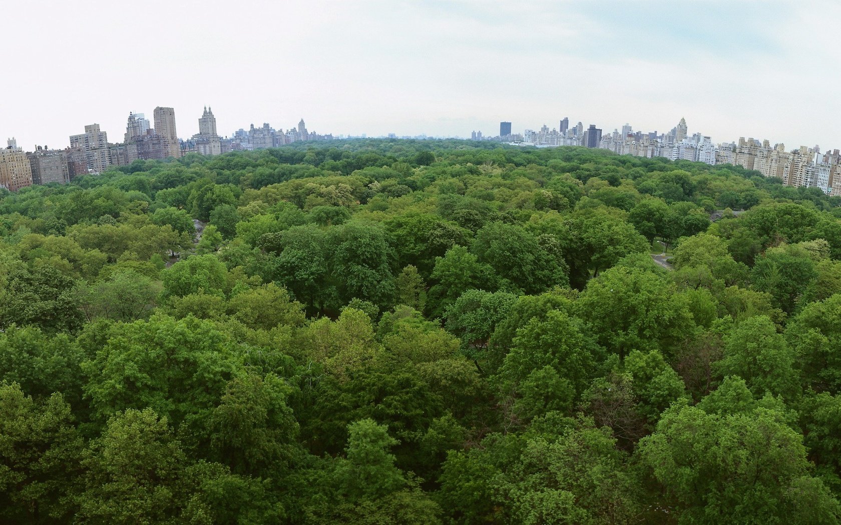 Обои деревья, парк, город, trees, park, the city разрешение 3200x1200 Загрузить