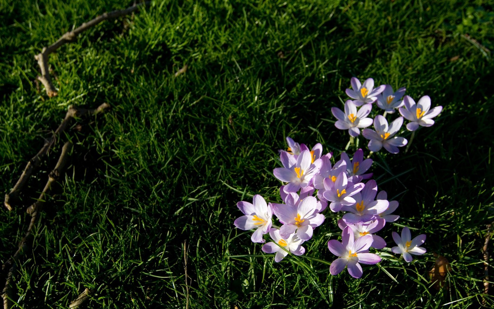 Обои цветы, трава, природа, растения, flowers, grass, nature, plants разрешение 3888x2592 Загрузить