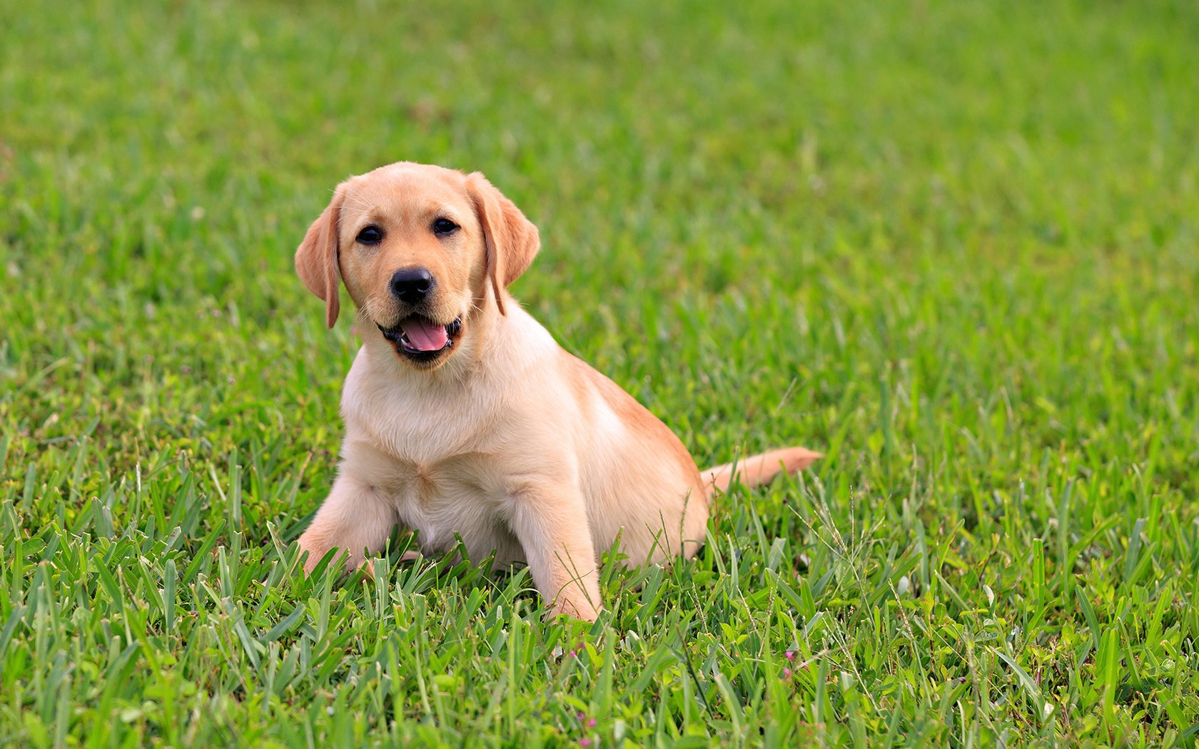 Обои трава, зелень, щенок, малыш, язык, пес, лабрадор, сочная, grass, greens, puppy, baby, language, dog, labrador, juicy разрешение 1920x1080 Загрузить