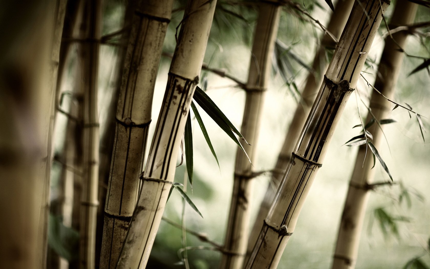 Обои природа, листья, бамбук, стебли, nature, leaves, bamboo, stems разрешение 2560x1600 Загрузить
