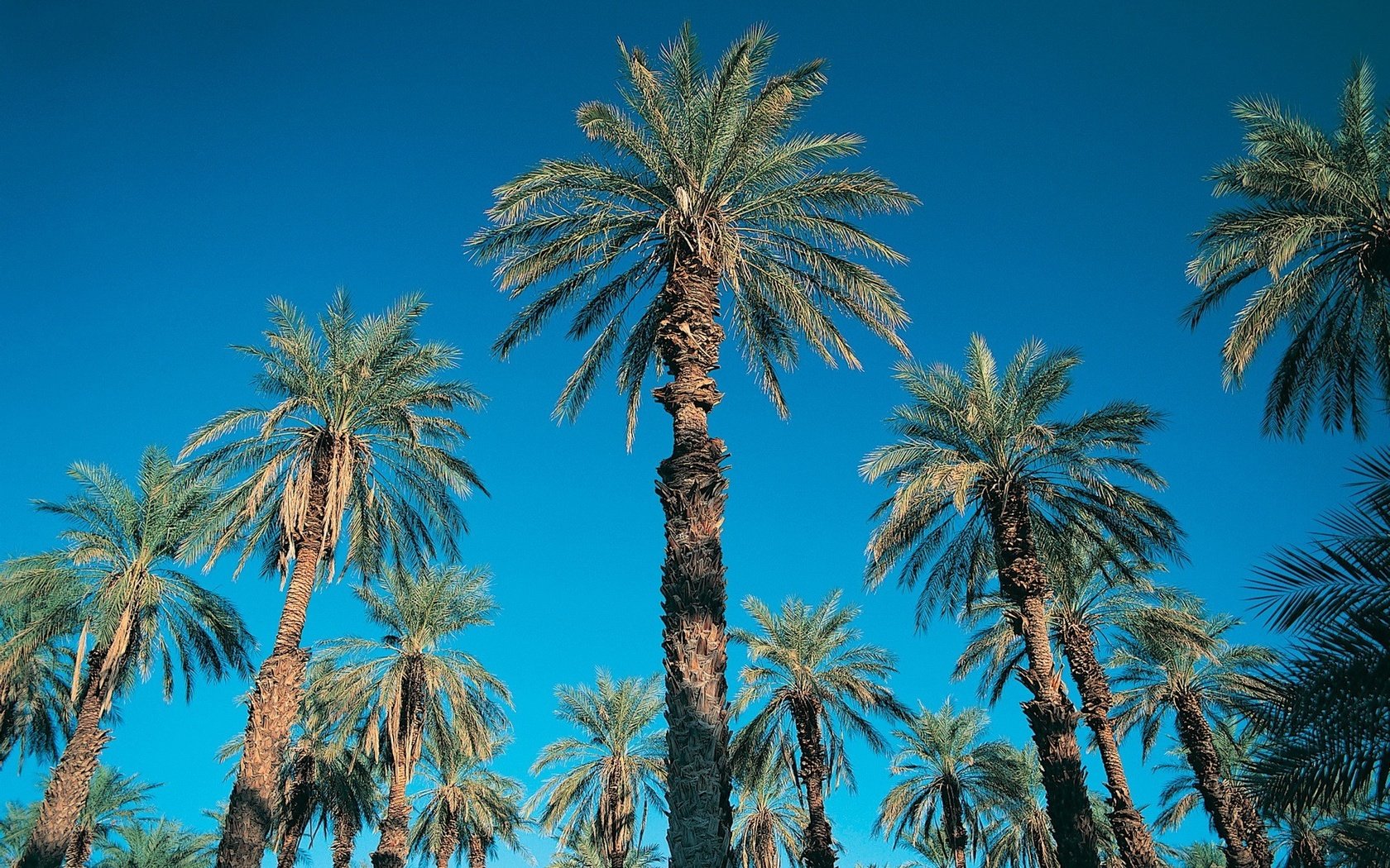 Обои небо, синий, пальмы, the sky, blue, palm trees разрешение 1920x1440 Загрузить