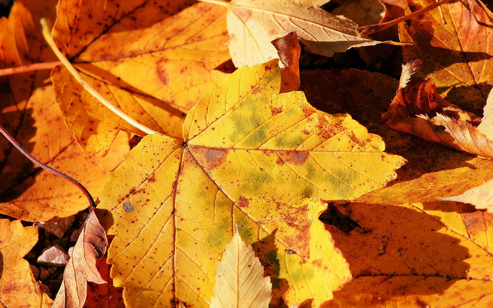 Обои осень, лист, клен, autumn, sheet, maple разрешение 1920x1080 Загрузить
