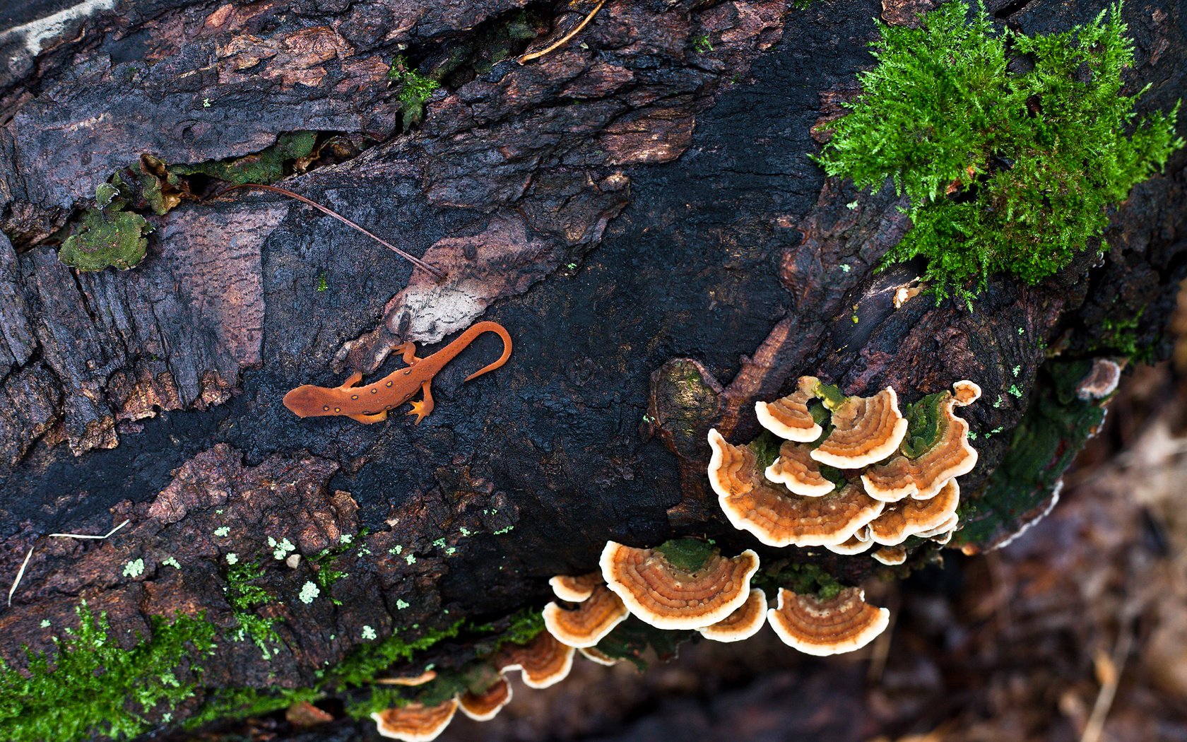 Обои грибы, камень, мокрый, ящирица, mushrooms, stone, wet, america разрешение 2560x1600 Загрузить