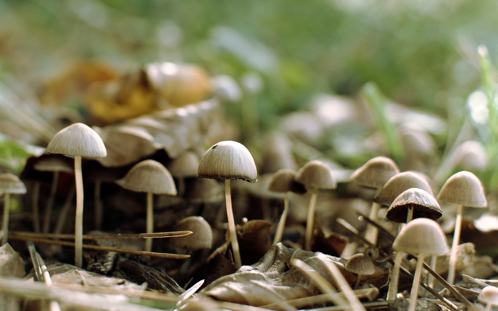 Обои лес, грибы, forest, mushrooms разрешение 2560x1600 Загрузить