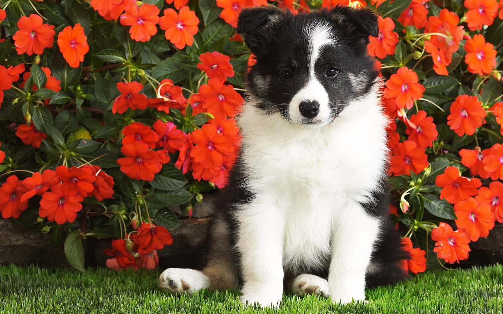 Обои цветы, собака, щенок, лушок, бордер-колли, flowers, dog, puppy, luchok, the border collie разрешение 1920x1200 Загрузить