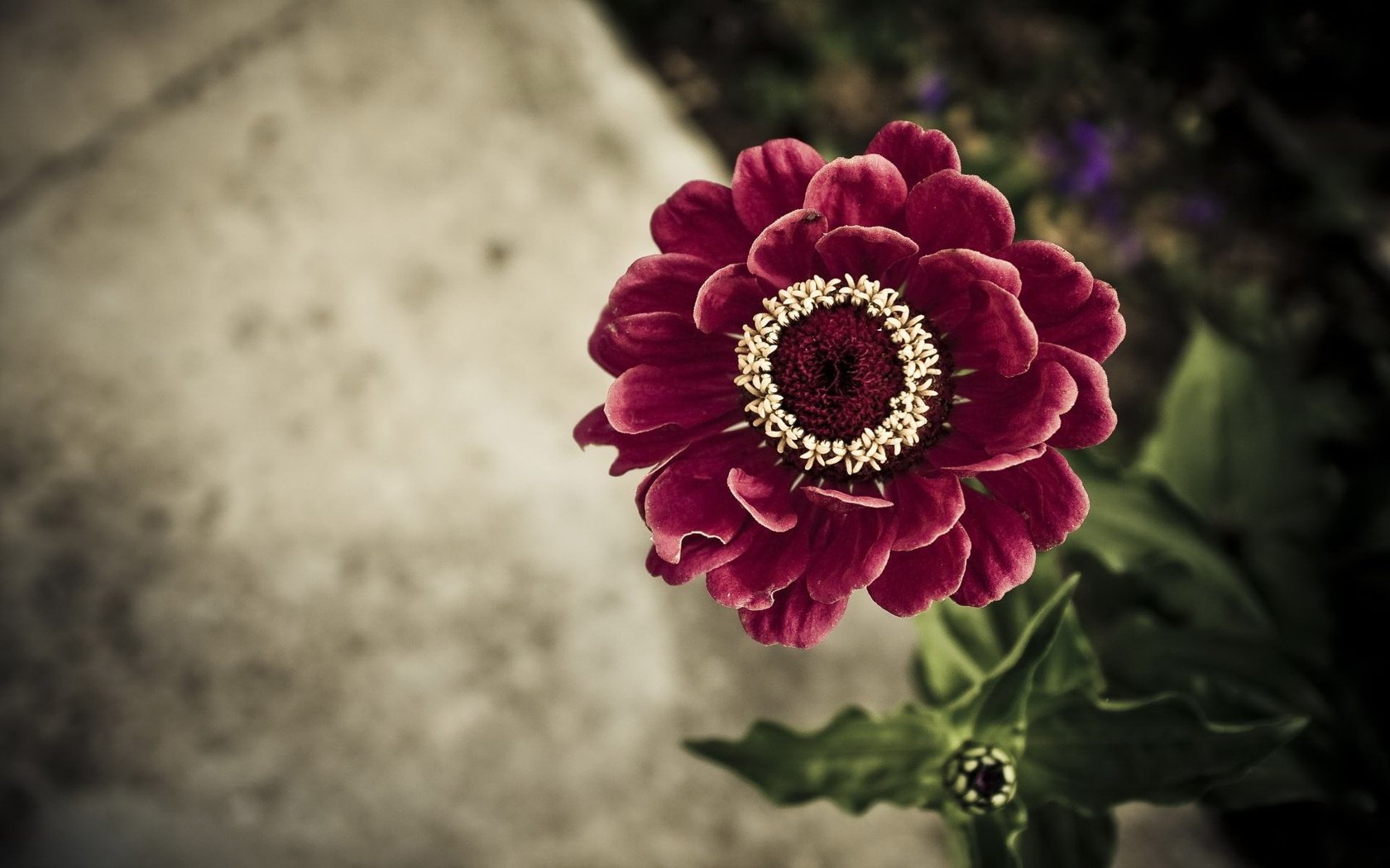 Обои цветок, вид сверху, бордовый, цинния, flower, the view from the top, burgundy, zinnia разрешение 1920x1200 Загрузить