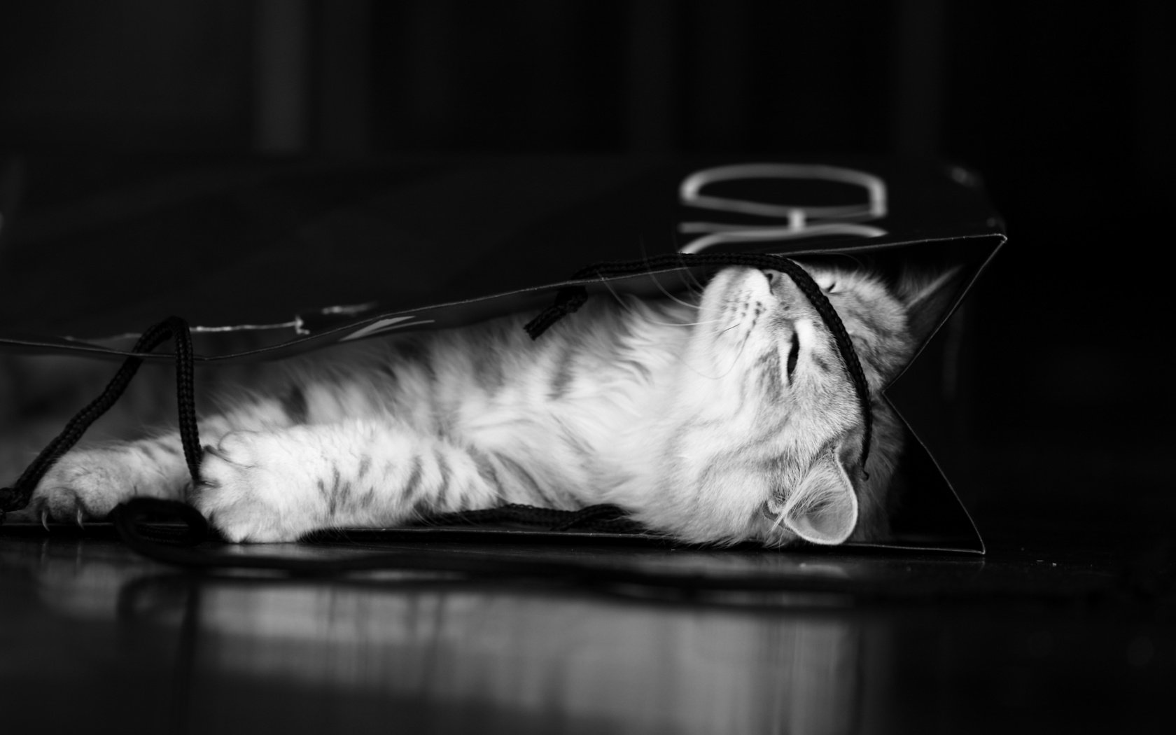 Обои чёрно-белое, котенок, серый, пакет, black and white, kitty, grey, package разрешение 2560x1600 Загрузить