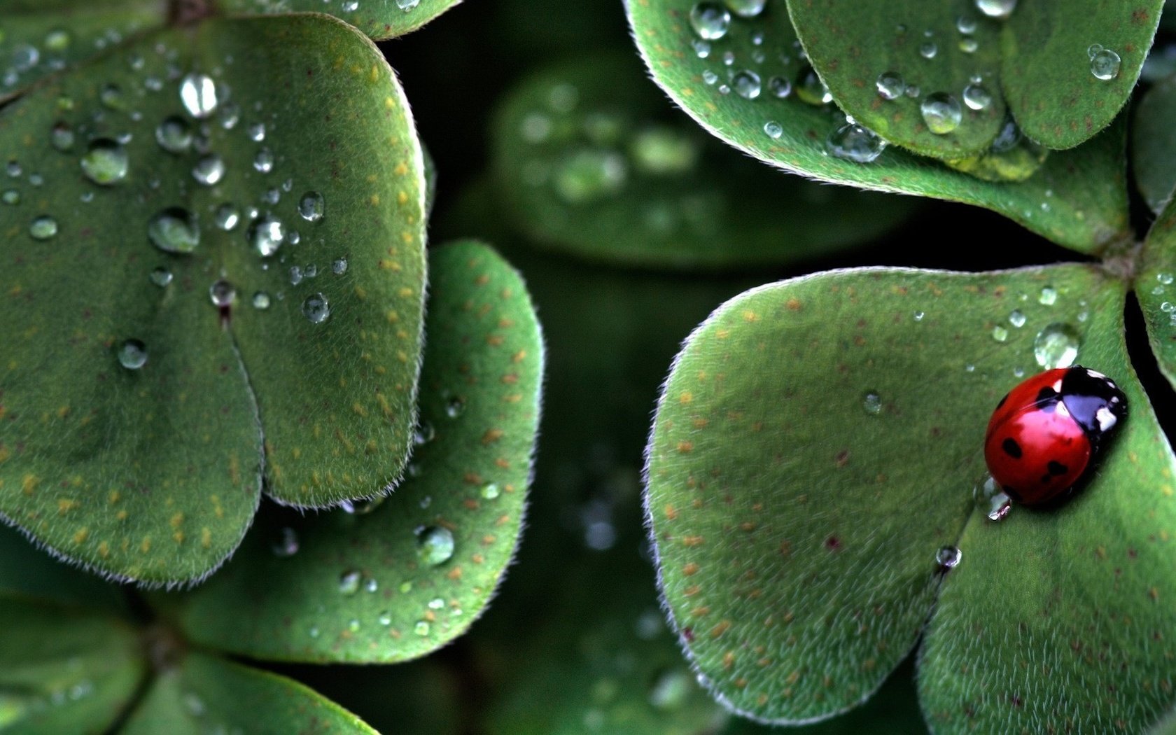 Обои листья, жук, насекомое, божья коровка, капельки росы, leaves, beetle, insect, ladybug, drops of dew разрешение 1920x1080 Загрузить