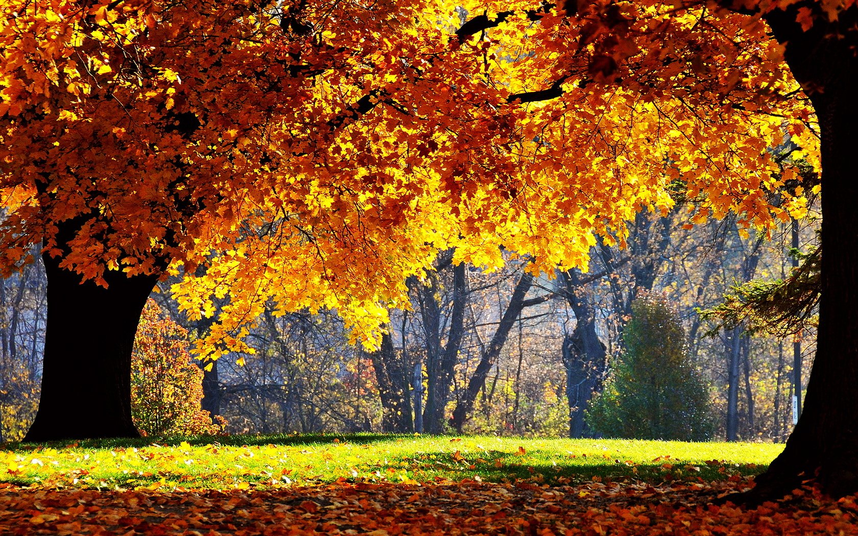 Обои деревья, солнце, лес, парк, листва, осень, trees, the sun, forest, park, foliage, autumn разрешение 1920x1080 Загрузить