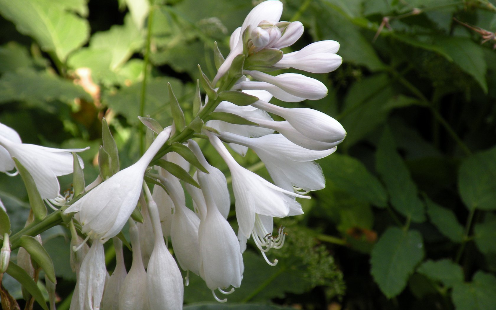 Обои цветы, белые, колокольчики, бутончики, flowers, white, bells, buds разрешение 1920x1200 Загрузить