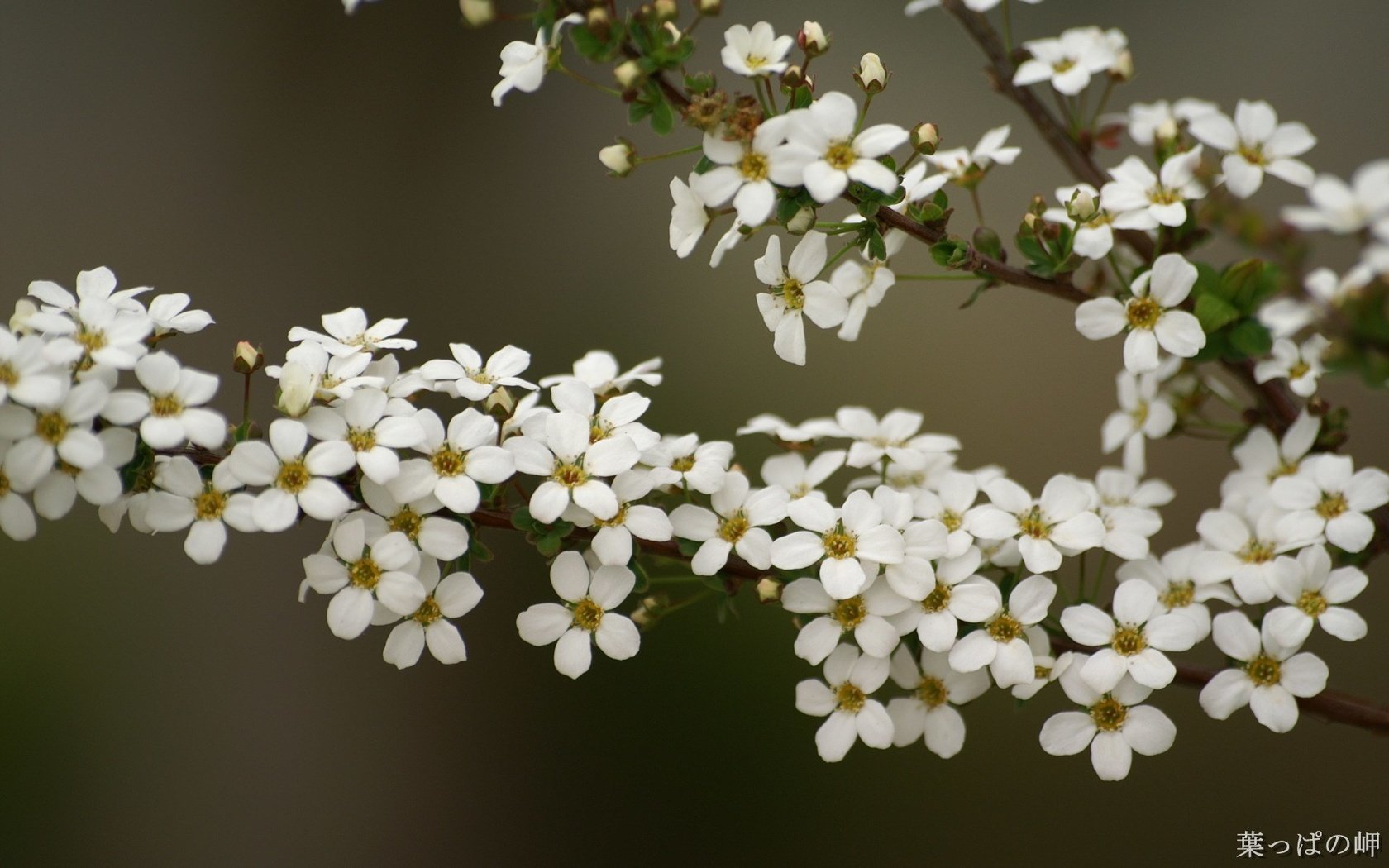 Обои цветы, ветка, flowers, branch разрешение 1920x1200 Загрузить