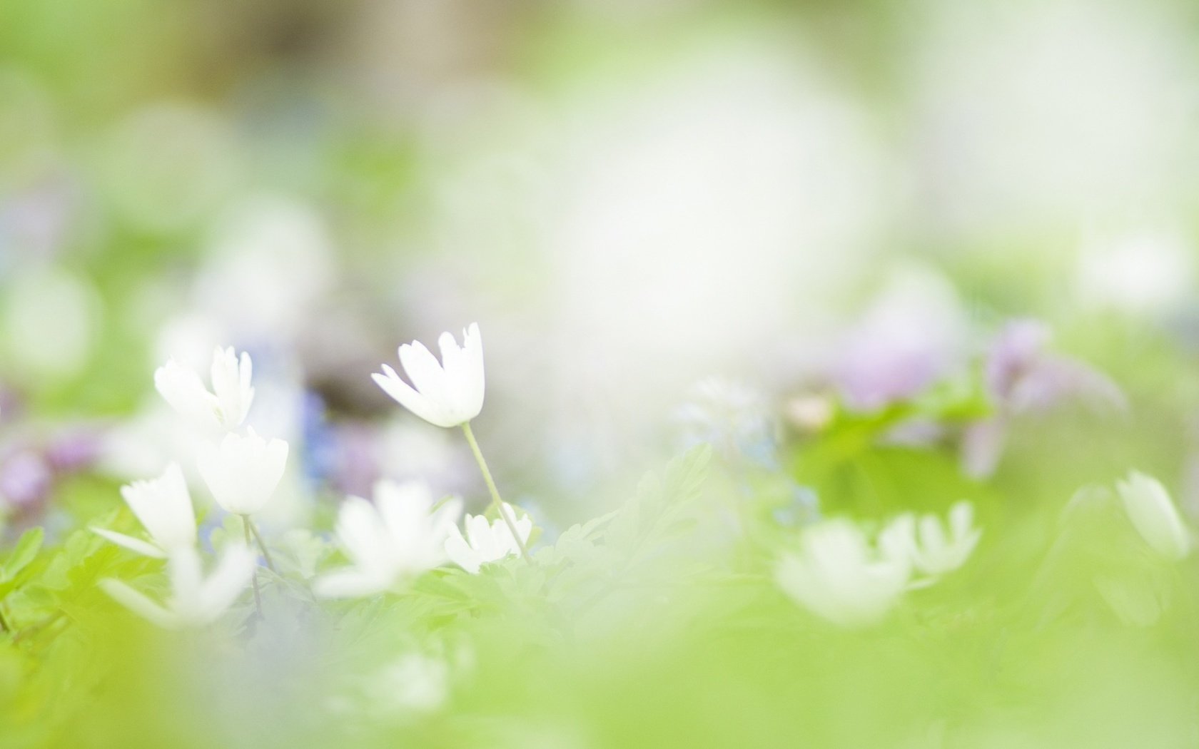 Обои цветы, фон, лепестки, размытость, весна, нежность, flowers, background, petals, blur, spring, tenderness разрешение 1920x1200 Загрузить