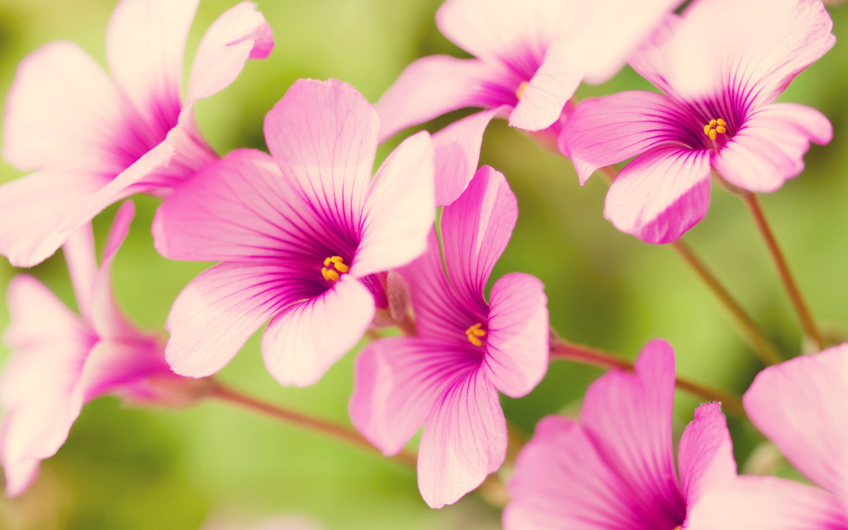 Обои цветы, лепестки, розовые, кислица, flowers, petals, pink, oxalis разрешение 1920x1080 Загрузить