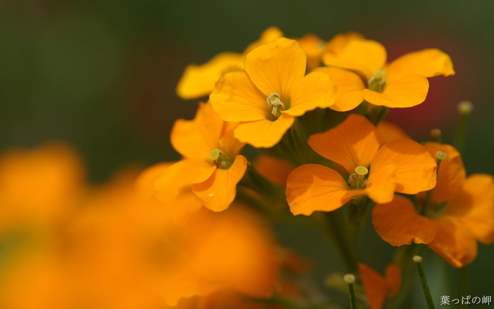 Обои цветы, лепестки, тычинки, оранжевые, лакфиоль, желтушник, flowers, petals, stamens, orange разрешение 1920x1200 Загрузить