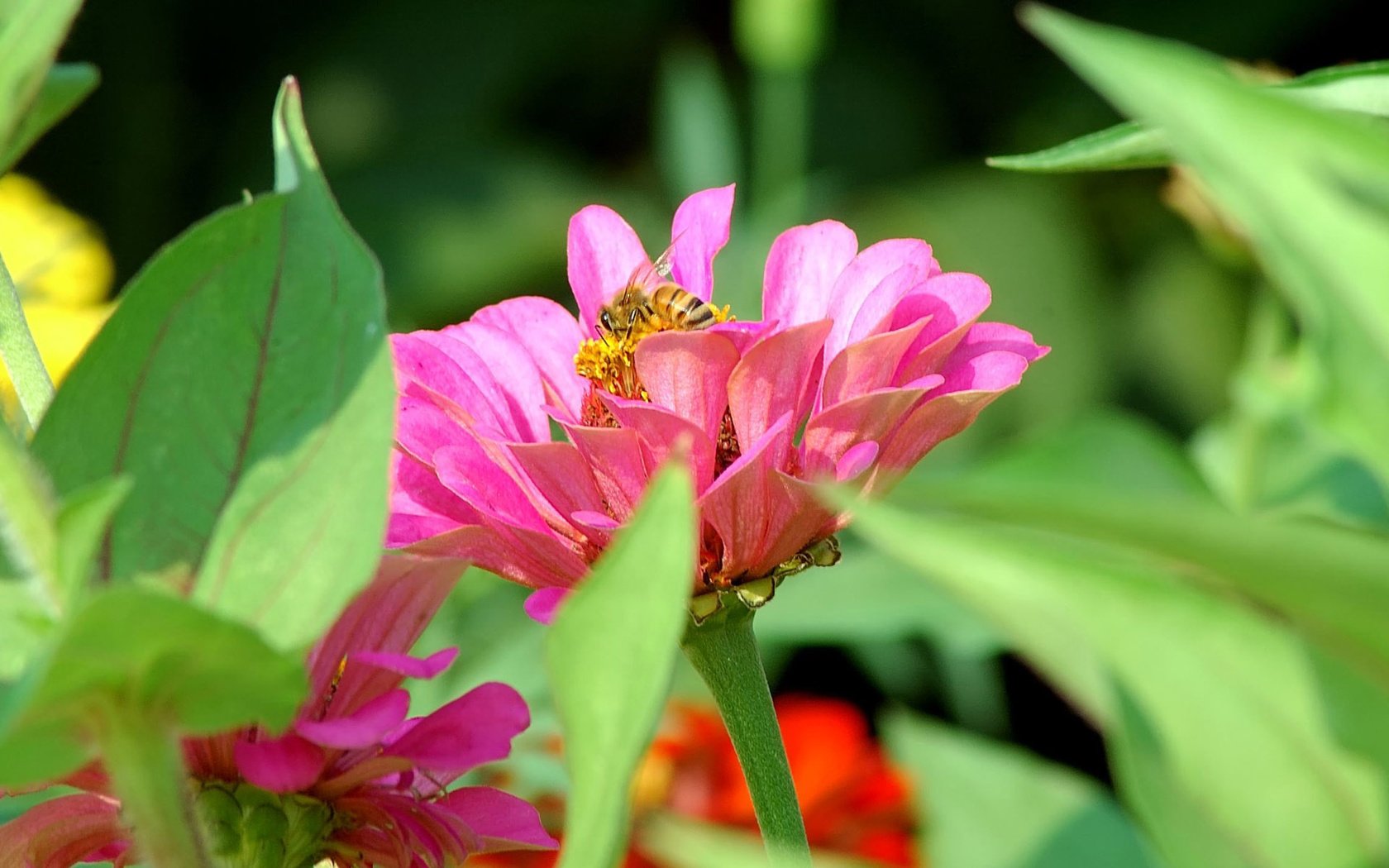 Обои цветы, насекомое, пчела, цинния, flowers, insect, bee, zinnia разрешение 1920x1200 Загрузить